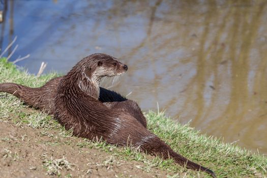 European Otter (Lutra Lutra)