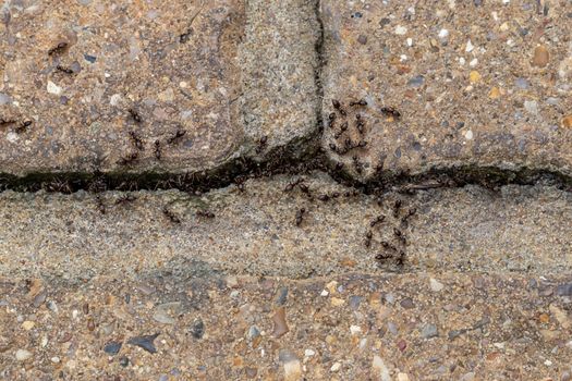 Swarm of busy black ants (Lasius niger) in a UK garden