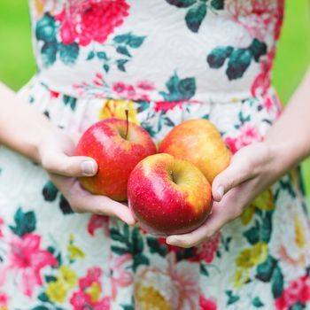 Closeup of female hands holding ripe red apples