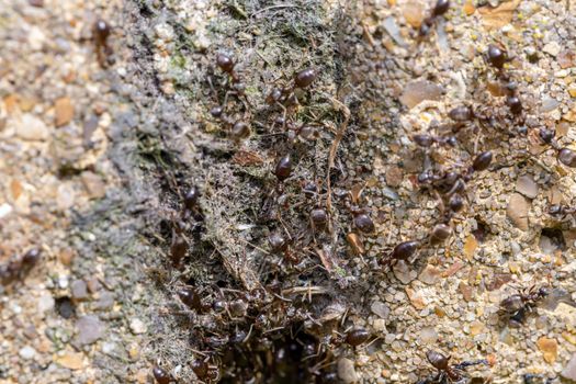 Swarm of busy black ants (Lasius niger) in a UK garden