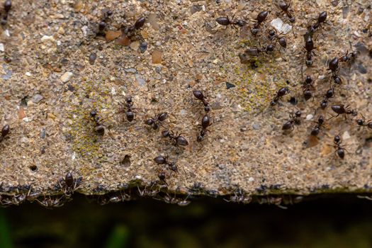 Swarm of busy black ants (Lasius niger) in a UK garden