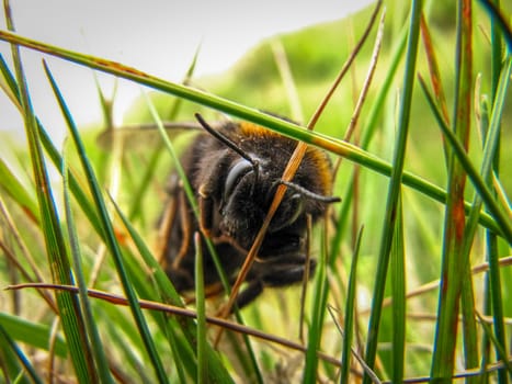 A bee crawling through the grass