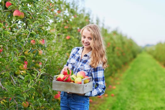 Beautiful young woman picking ripe organic apples in wooden crate in orchard or on farm on a fall day