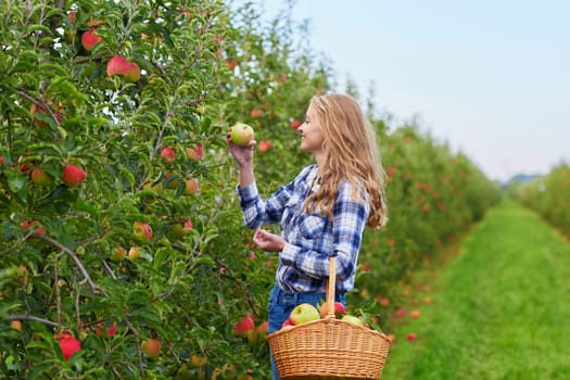 Beautiful young woman picking ripe organic apples in basket in orchard or on farm on a fall day