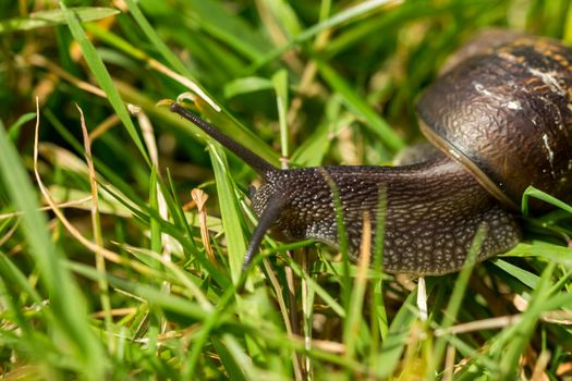 A common garden snail travelling through blades of grass