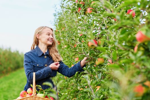 Beautiful young woman picking ripe organic apples in basket in orchard or on farm on a fall day