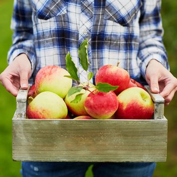 Woman holding crate with ripe red apples on farm. Autumn, harvest and gardening concept