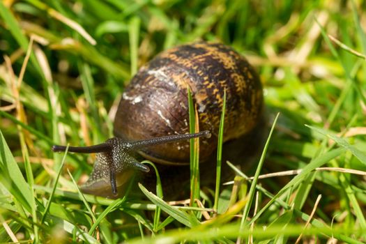 A common garden snail travelling through blades of grass