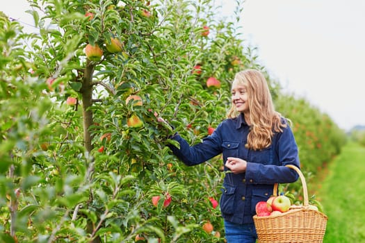 Beautiful young woman picking ripe organic apples in basket in orchard or on farm on a fall day