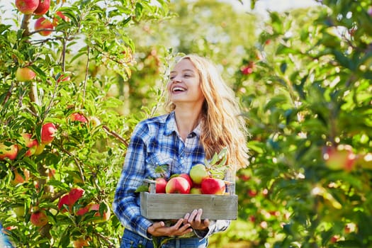 Beautiful young woman picking ripe organic apples in wooden crate in orchard or on farm on a fall day