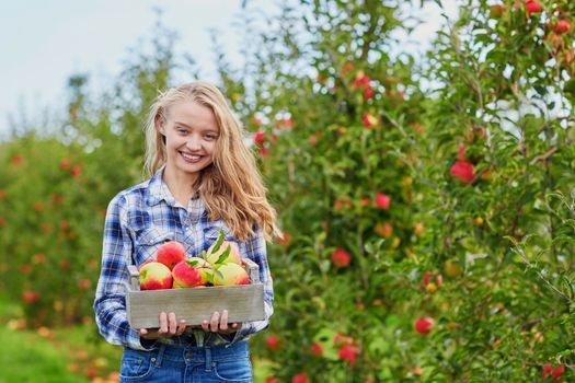 Beautiful young woman picking ripe organic apples in wooden crate in orchard or on farm on a fall day