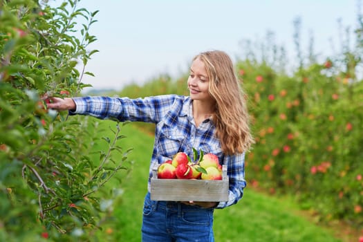 Beautiful young woman picking ripe organic apples in wooden crate in orchard or on farm on a fall day