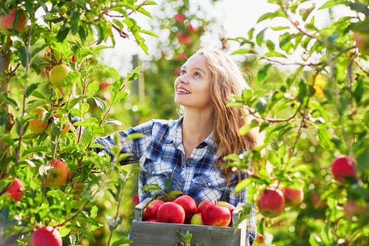 Beautiful young woman picking ripe organic apples in wooden crate in orchard or on farm on a fall day