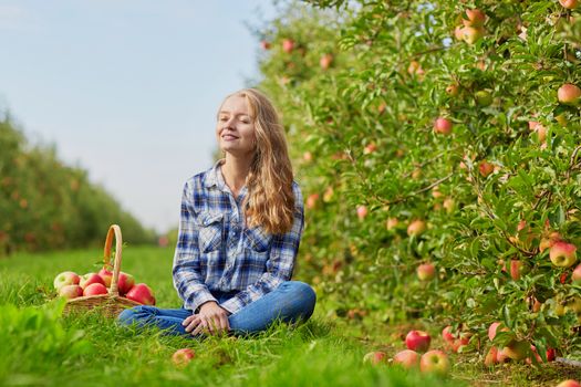 Beautiful young woman picking ripe organic apples in wooden crate in orchard or on farm on a fall day