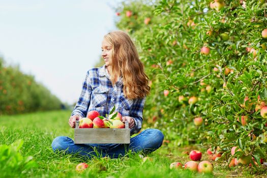Beautiful young woman picking ripe organic apples in wooden crate in orchard or on farm on a fall day