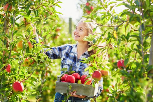 Beautiful young woman picking ripe organic apples in wooden crate in orchard or on farm on a fall day