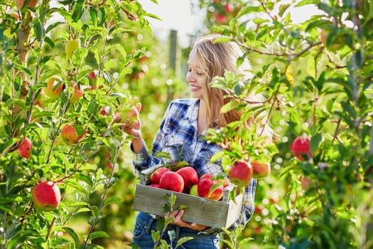 Beautiful young woman picking ripe organic apples in wooden crate in orchard or on farm on a fall day