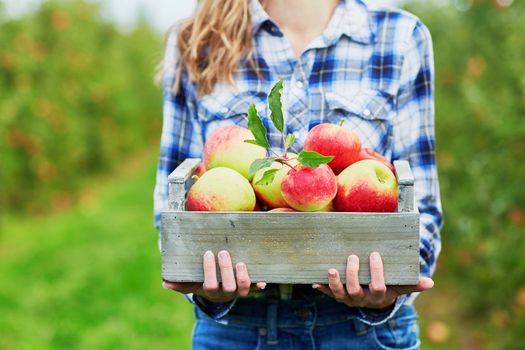 Woman hands holding a crate with fresh ripe organic apples on farm