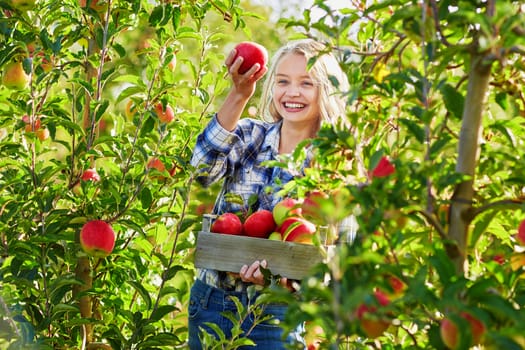 Beautiful young woman picking ripe organic apples in wooden crate in orchard or on farm on a fall day