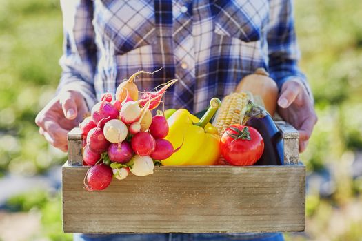Woman holding crate with ripe vegetables on farm. Autumn, harvest and gardening concept