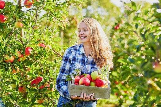 Woman holding crate with ripe red apples on farm. Autumn, harvest and gardening concept