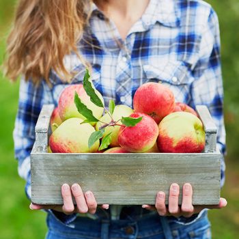 Woman holding crate with ripe red apples on farm. Autumn, harvest and gardening concept