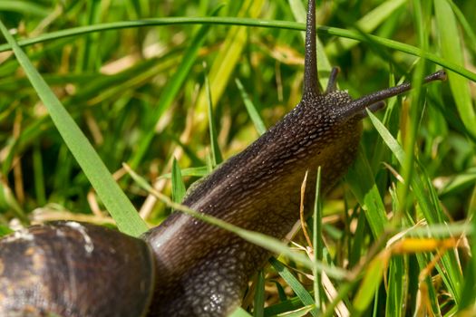 A common garden snail travelling through blades of grass