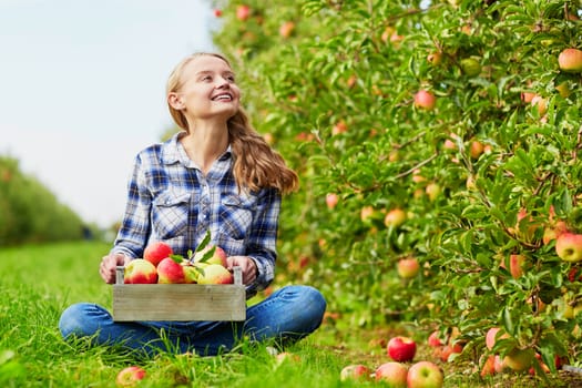 Beautiful young woman picking ripe organic apples in wooden crate in orchard or on farm on a fall day