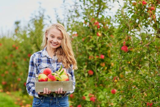 Beautiful young woman picking ripe organic apples in wooden crate in orchard or on farm on a fall day