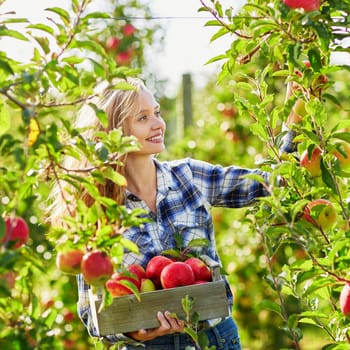 Beautiful young woman picking ripe organic apples in wooden crate in orchard or on farm on a fall day