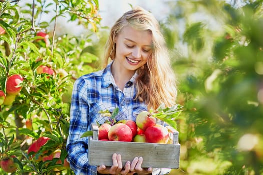 Beautiful young woman picking ripe organic apples in wooden crate in orchard or on farm on a fall day