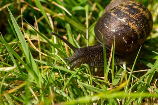 A common garden snail travelling through blades of grass