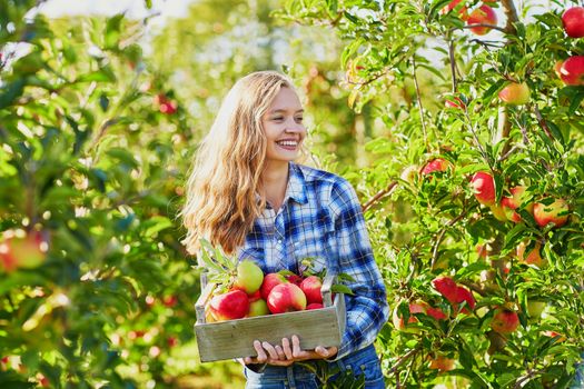 Beautiful young woman picking ripe organic apples in wooden crate in orchard or on farm on a fall day