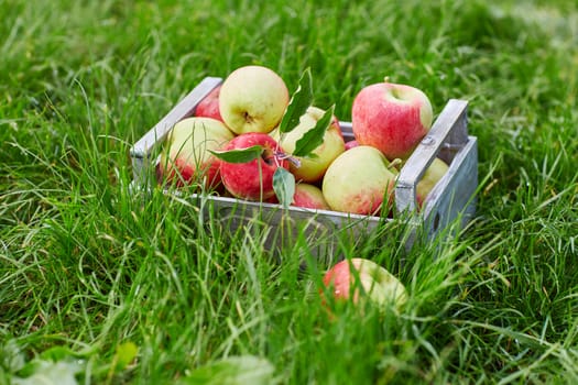 Crate with ripe red apples on farm. Autumn, harvest and gardening concept