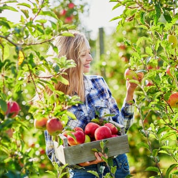 Beautiful young woman picking ripe organic apples in wooden crate in orchard or on farm on a fall day