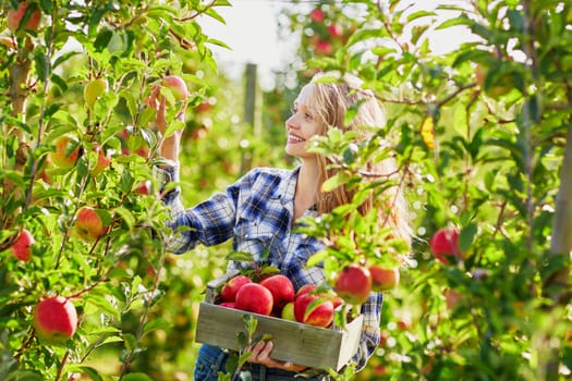 Beautiful young woman picking ripe organic apples in wooden crate in orchard or on farm on a fall day