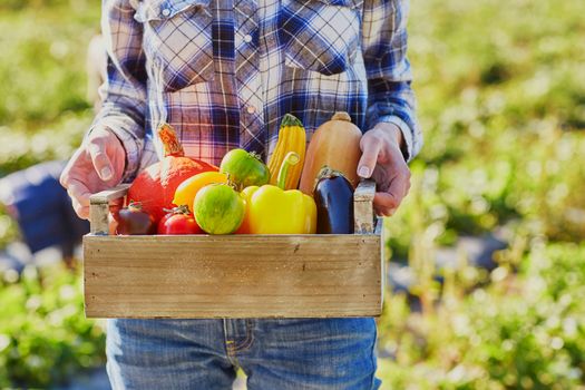 Woman's hands holding wooden crate with fresh organic vegetables from farm