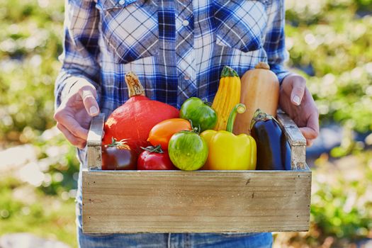 Woman's hands holding wooden crate with fresh organic vegetables from farm