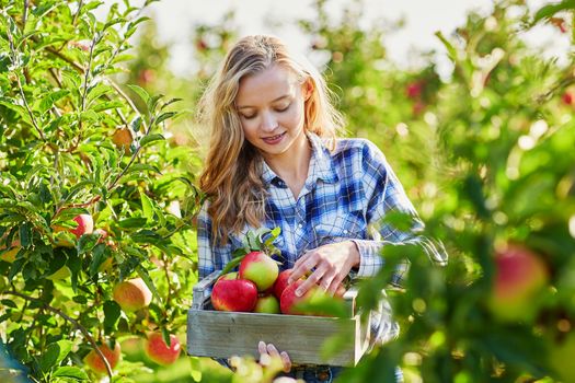 Beautiful young woman picking ripe organic apples in wooden crate in orchard or on farm on a fall day