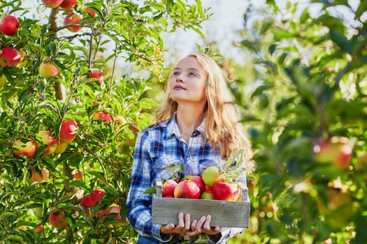 Beautiful young woman picking ripe organic apples in wooden crate in orchard or on farm on a fall day