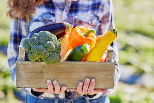 Woman's hands holding wooden crate with fresh organic vegetables from farm