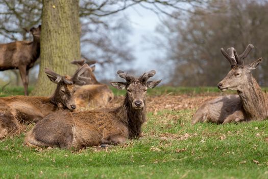 Red deer (Cervus Elaphus) lying down in Richmond Park, SW London.