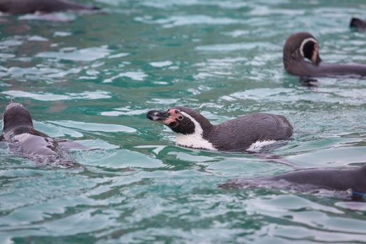 Penguins swimming at the zoo