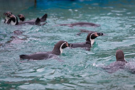 Penguins swimming at the zoo