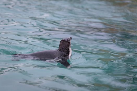 Penguin swimming at the zoo