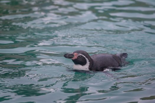 Penguin swimming at the zoo