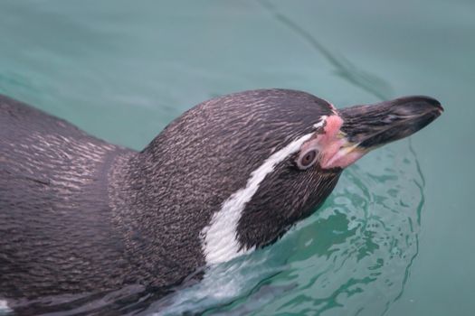 Penguin swimming at the zoo