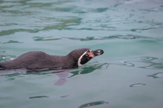 Penguin swimming at the zoo