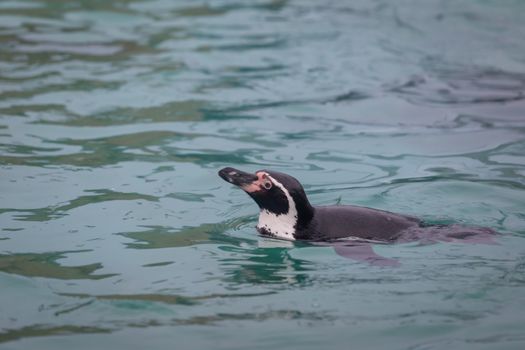 Penguin swimming at the zoo