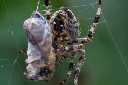 A Common Garden Spider wraps up a caught bee in it's web